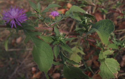 Centaurea nigrescens